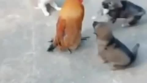 You will be shocked to see that you have never seen a different fight between a dog and a cock.