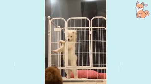 Funny & Cute Puppy Videos of 2021 #2