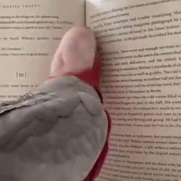 The most well-read parrot in Mexico