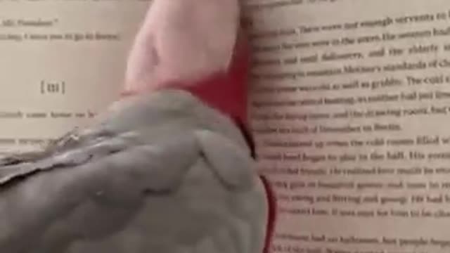 The most well-read parrot in Mexico