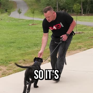 How To Get the Ultimate Obedience With Your Dog or Puppy