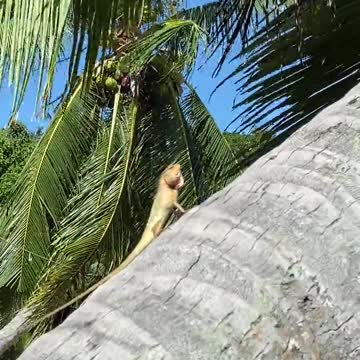 An Iguana on a Coconut Tree