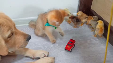 Labrador retriever, Scottish straight kitten and Chicks