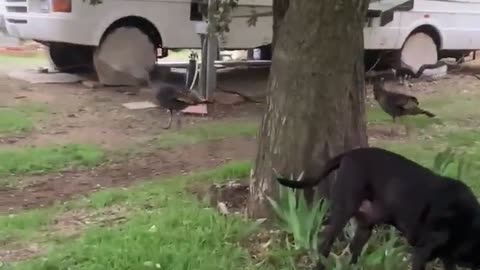 Dog and wild turkeys.