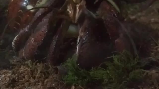 Crawfish Looking Through Glass