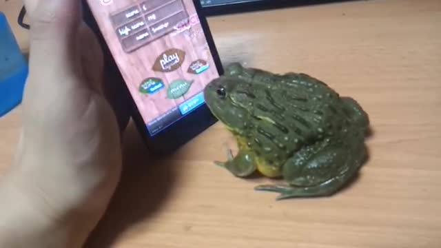 frog eating by cell phone