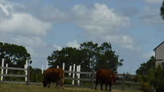 Tranquility Minute at #VenusRanch in Venus Florida