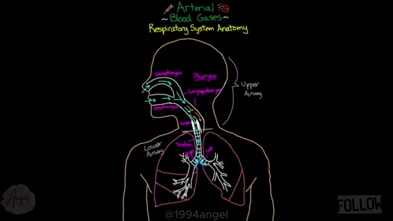 Respiratory System Anatomy _ Arterial Blood Gas (Part 1)