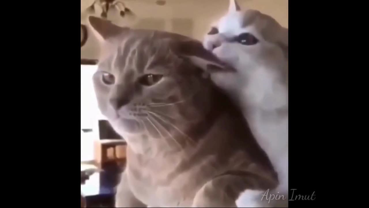 cat life funny videos 16 , funny videos😹