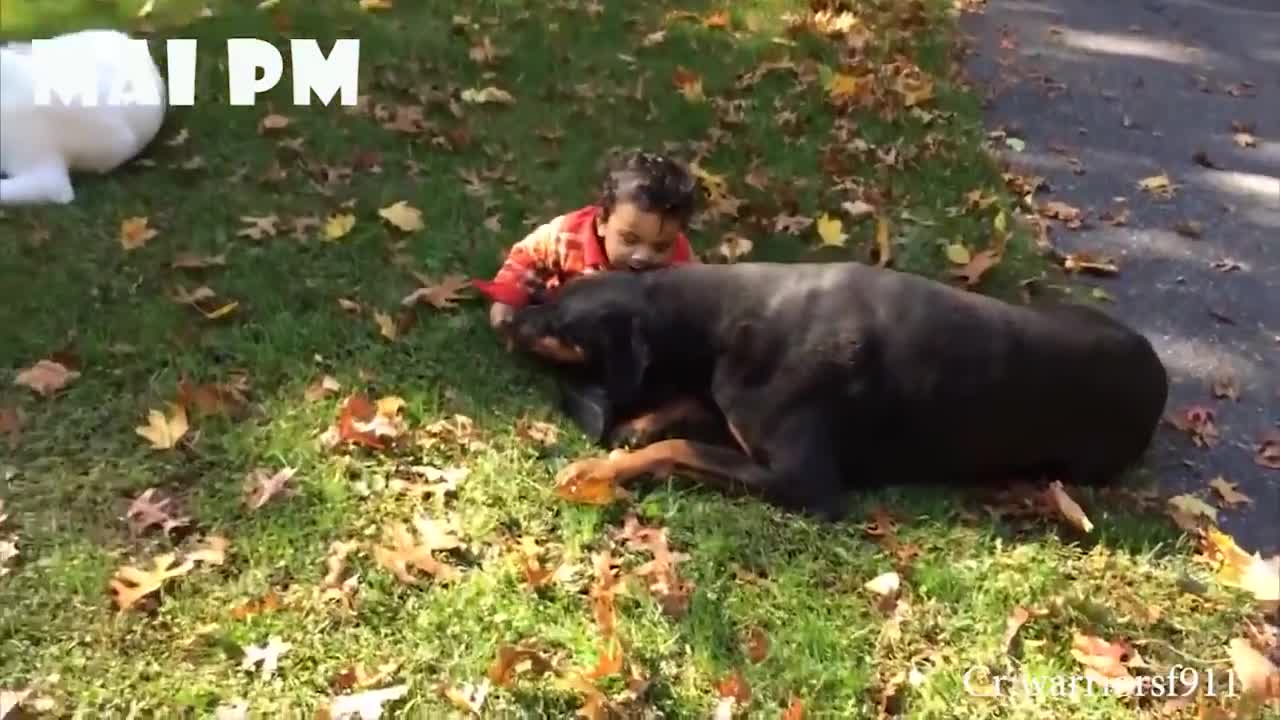 Little babies and German Shepard dogs cute scene