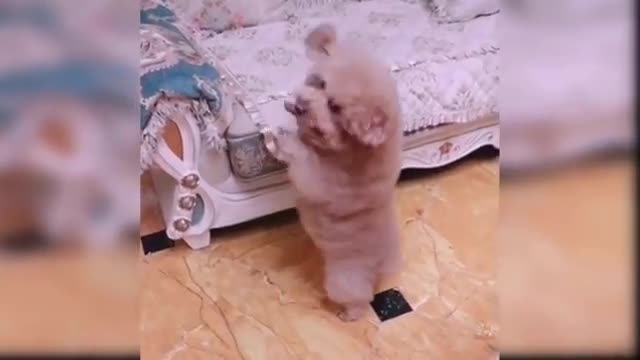 Baby dog ccccc