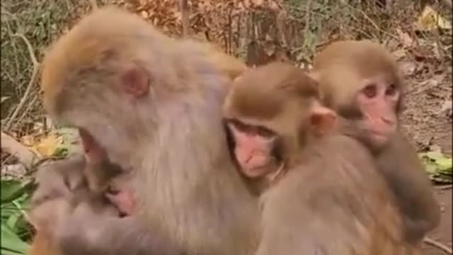 Amazing Monkey Live In The Forest That We Should Be Care