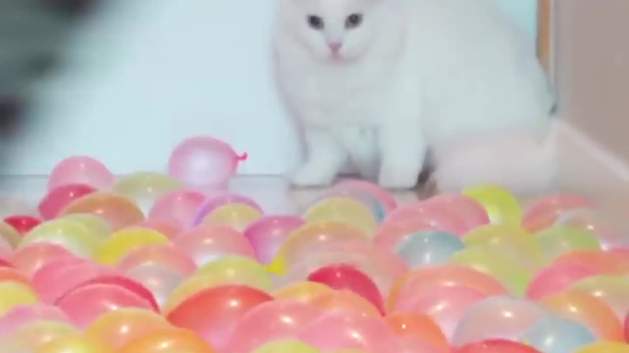 Cats try walking on ball pit floor_