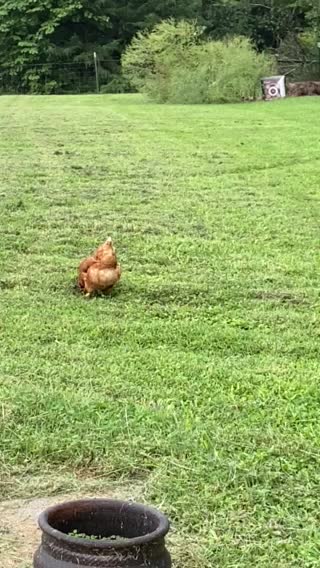 Chickens hanging out