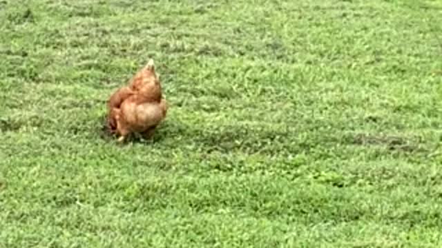 Chickens hanging out