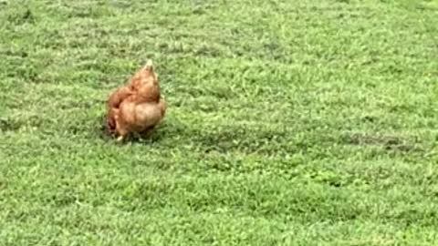 Chickens hanging out