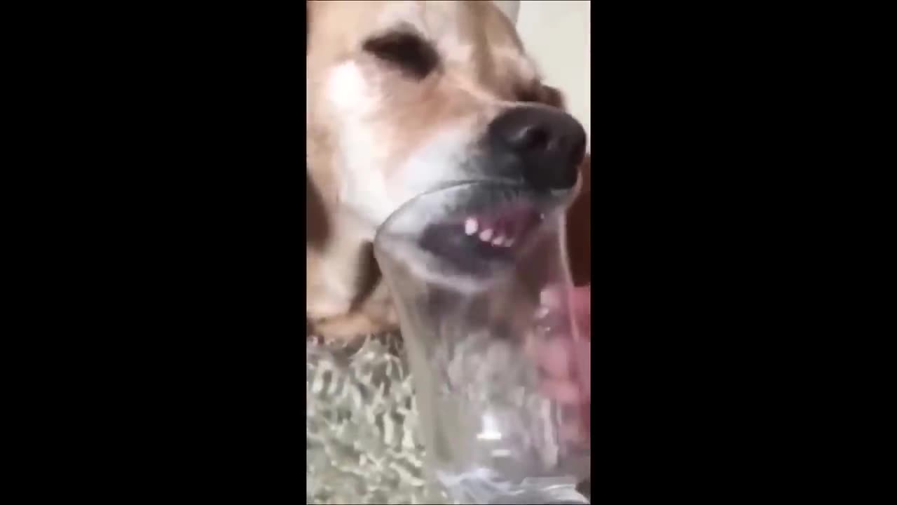 Funny animal videos