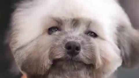 BEAUTIFUL DOG 😍