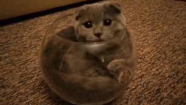 Cat.Wait for IT. Hi,hi