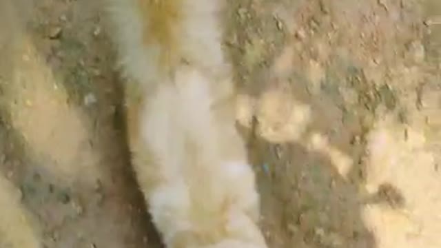 Cat video
