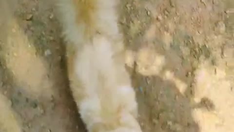 Cat video