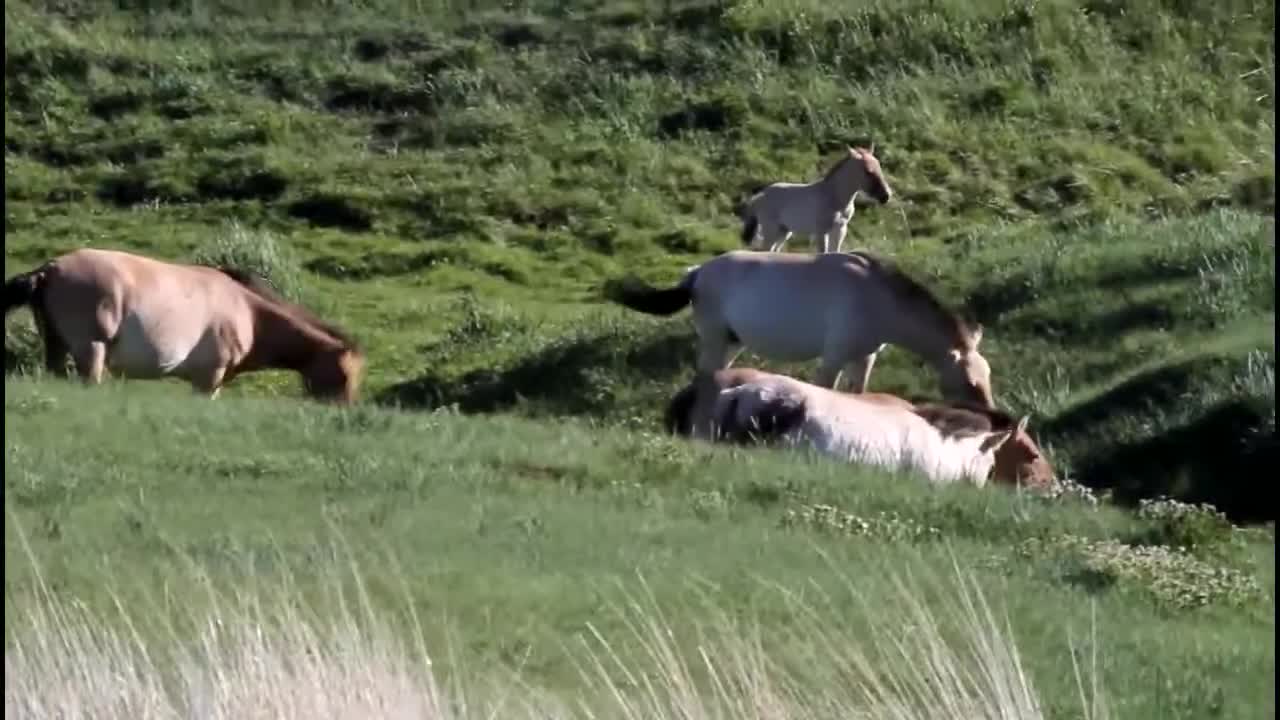 Mongolia - Hustai - Prejevalsky Horses