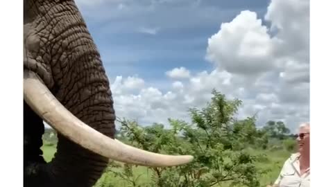 Elephant pretends to eat a hat