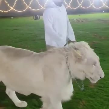 Dubai Shek have White lion pet || Unbelievable || #short #lion #dubai #shek