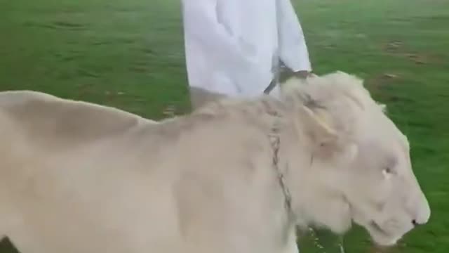 Dubai Shek have White lion pet || Unbelievable || #short #lion #dubai #shek