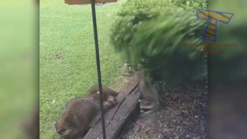 funny video