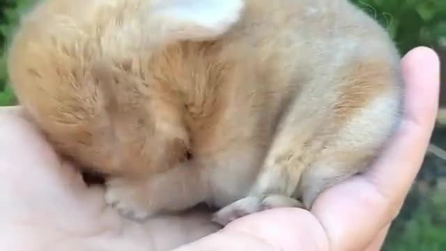 Confy nap