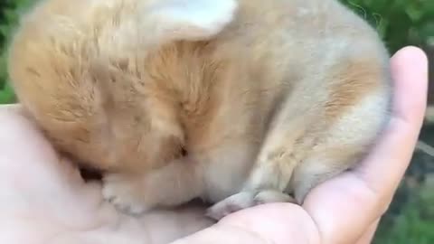Confy nap