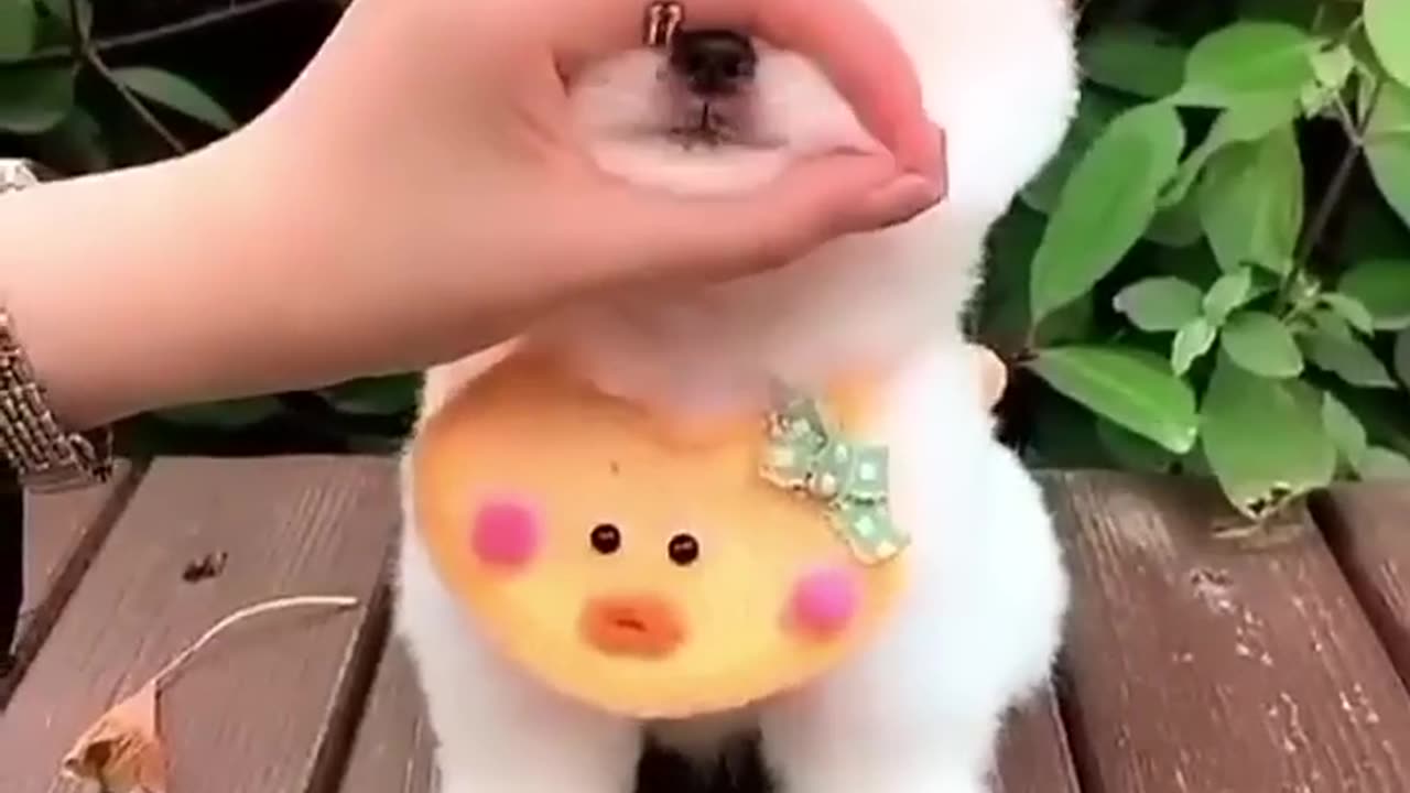 Cute Dog