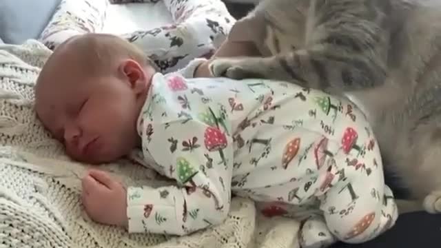 Kitten together with baby.