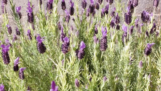 Flowers and bees in my garden.