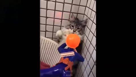 Funny animals and pets 😂