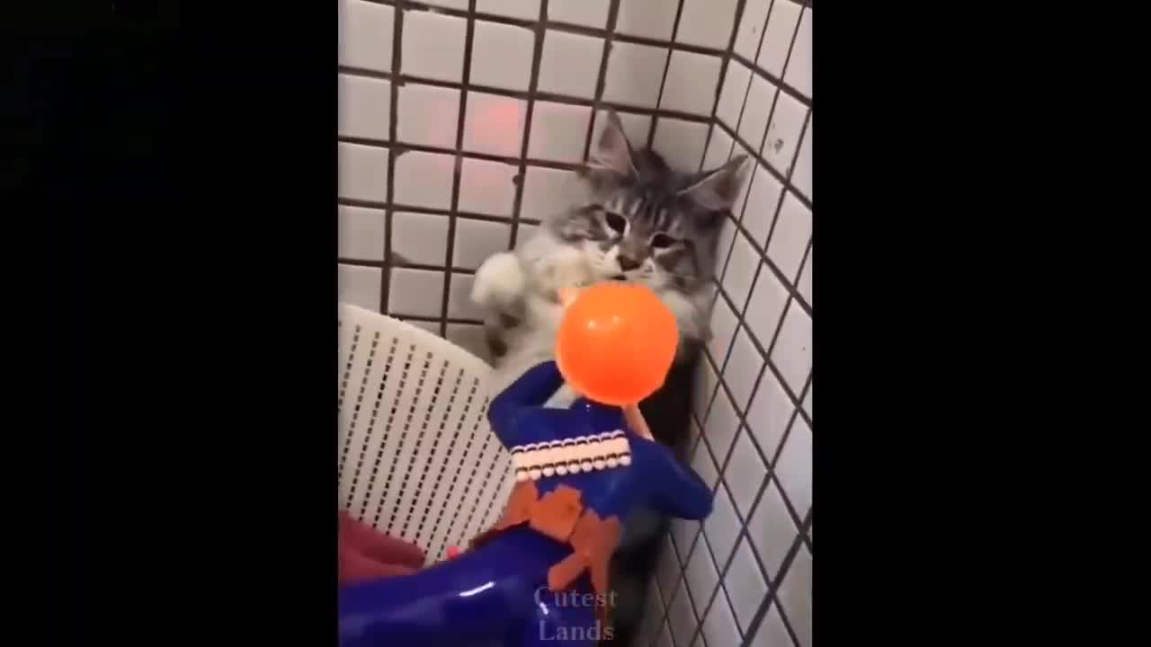 Funny animals and pets 😂
