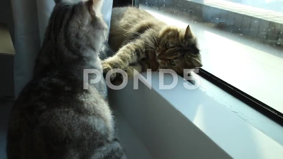 twocatsfightingathome_StockVideo_Pond5.mp4