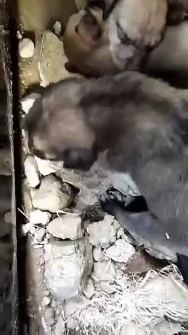 Cute Puppies Found Outside of Fence