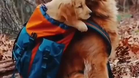 Dog Lovers