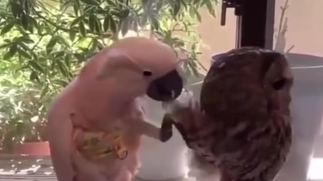 This parrot is so ungrateful