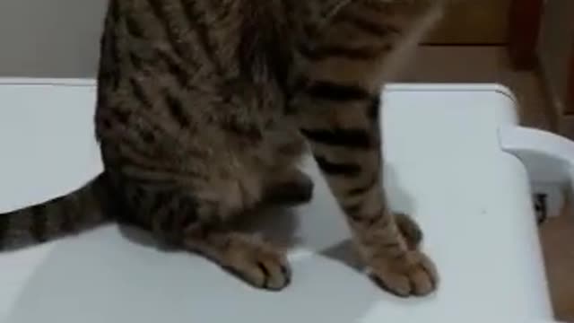 Real Cat Fight So Funny Cat