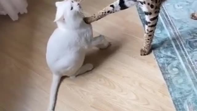 Wild cat vs pet cat # short