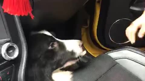 Naughty dog