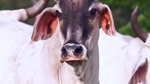 Milking cows indian cow king