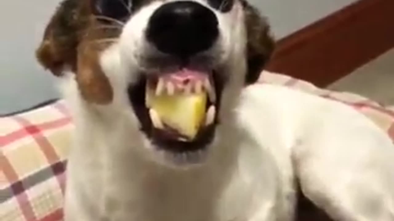 Funny dog