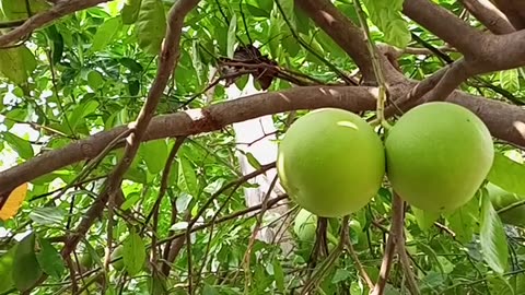 Lemon tree । big lemon