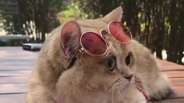 6 Things Every Sunglasses Cat Lover Should Know