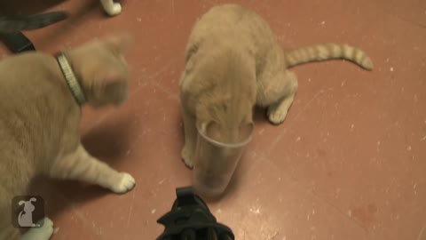 Cat's head stuck in plastic cup - Cat vs. Plastic Cup