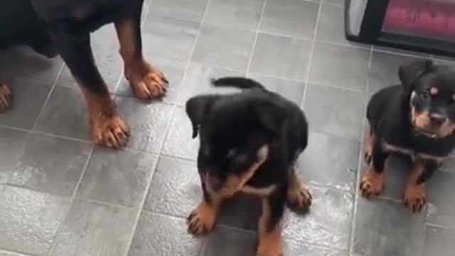 DOG TRAINING | DOG VIDEOS ! # TRENDING SHORT # ITS SANJIB SHORT